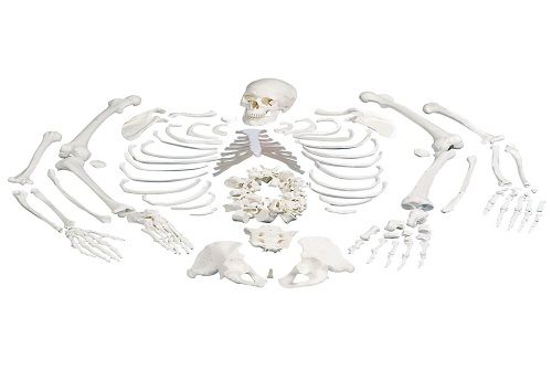 Human Skeleton (Dis-Articulated)