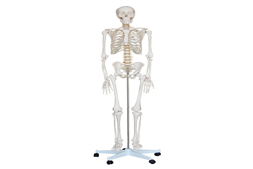 Human skeleton model